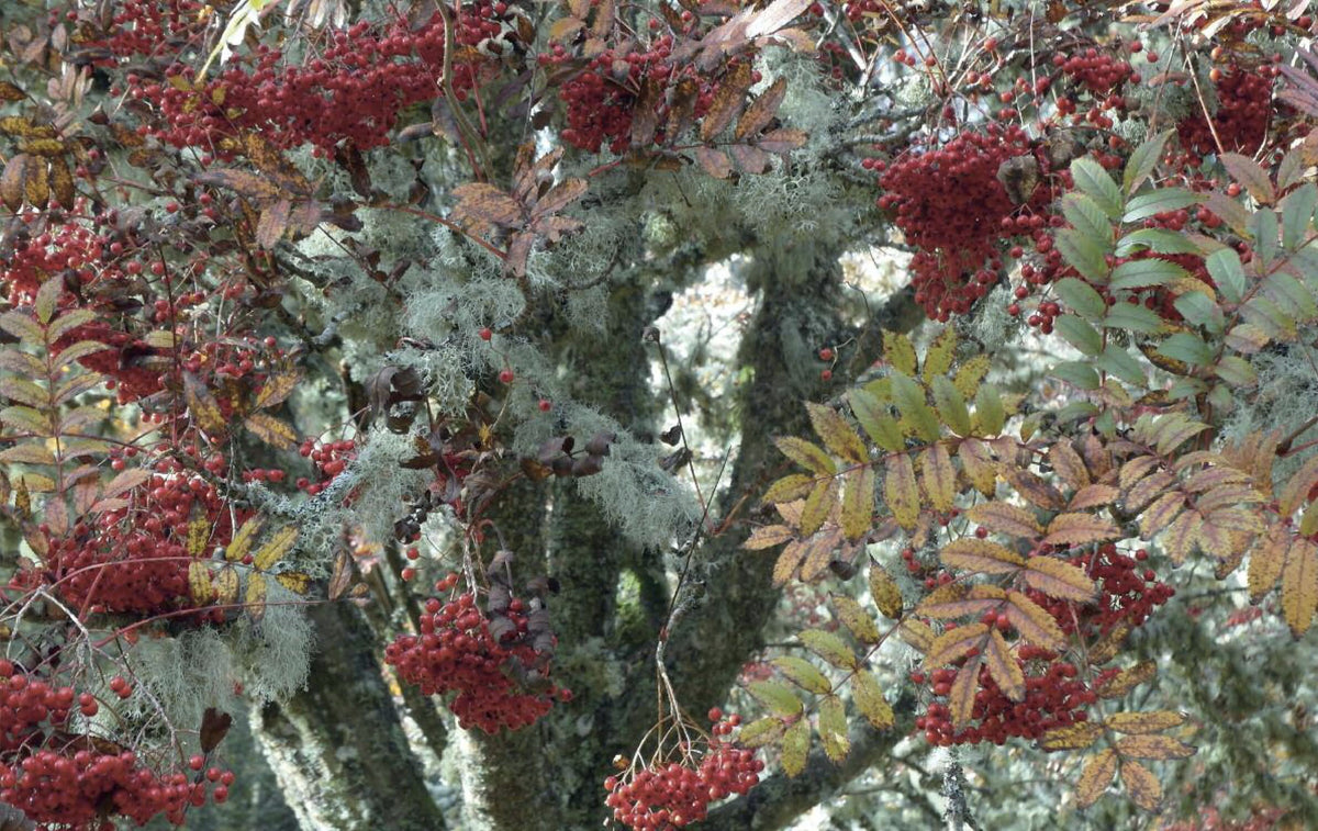 Leaves Issue Six | studiesinphotography