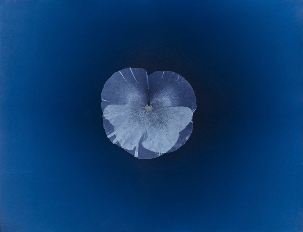Alexander Hamilton - 100 Unique Cyanotypes - Poppy