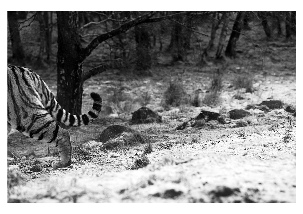 Exit Amur Tiger Rebecca Milling photograph print