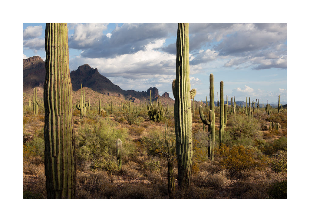 Sonoran Desert, Arizona Mads Holm photograph print